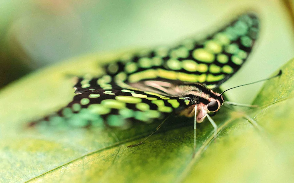 Saturnia peacock-eyed butterfly