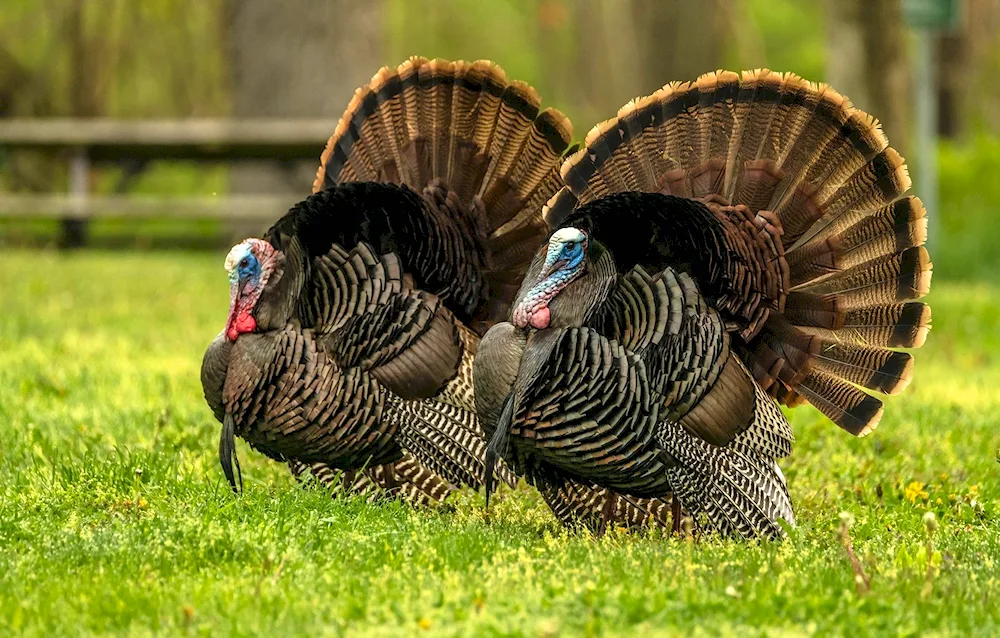 Bronze wide-breasted turkey