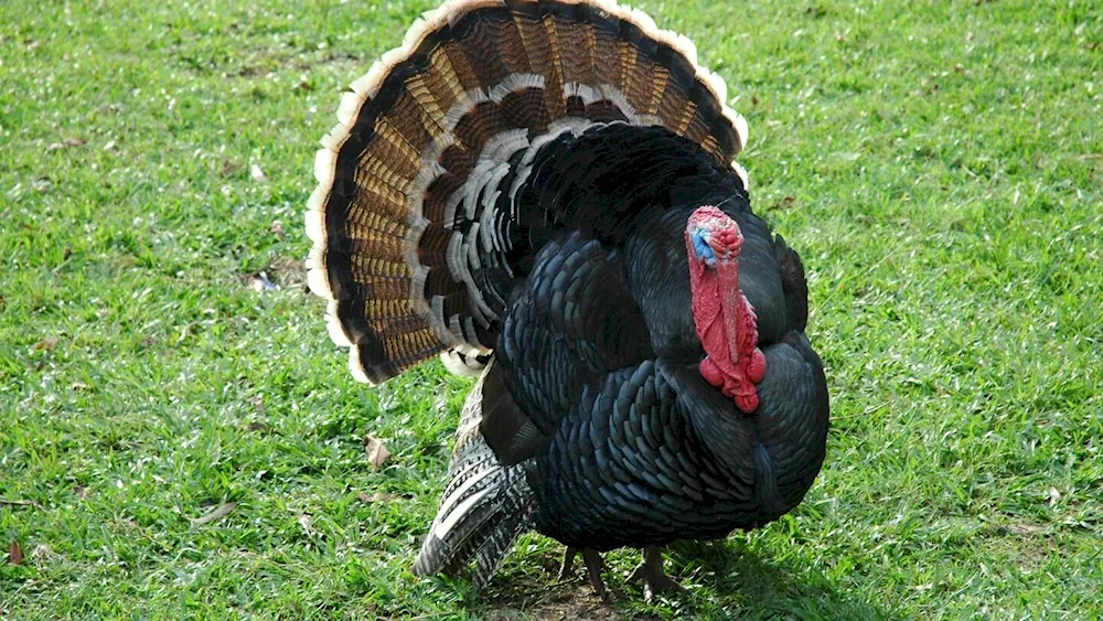 Wild turkey