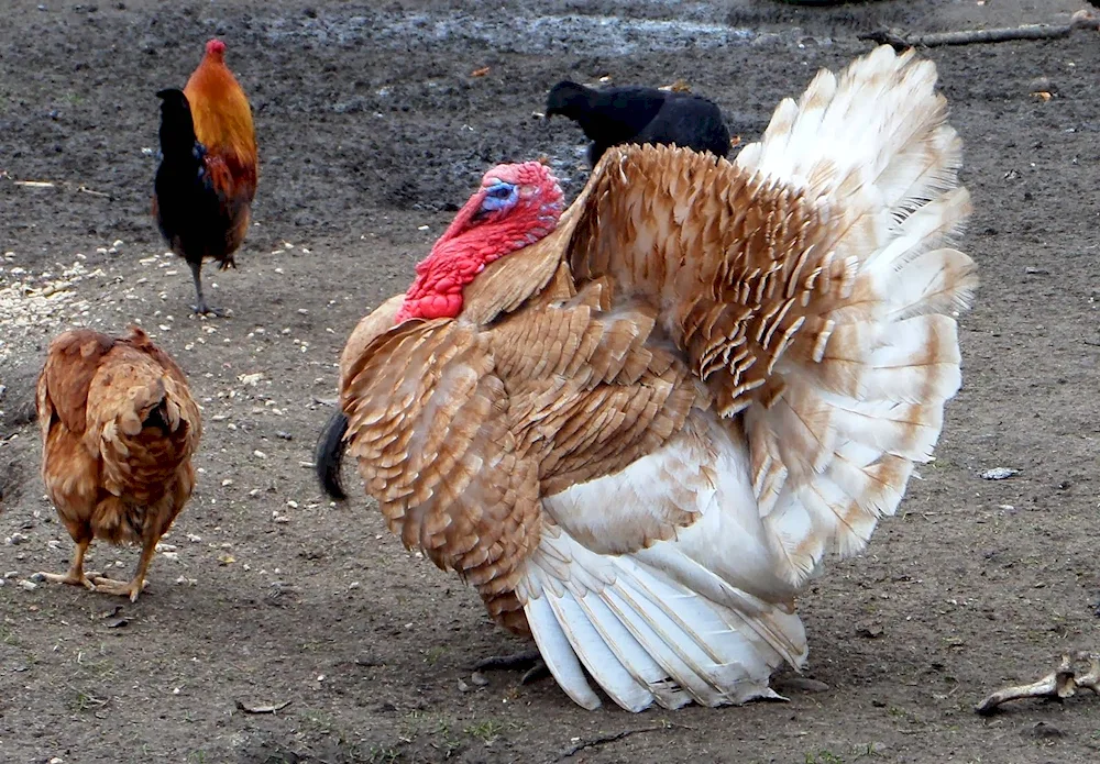 Indian and chicken