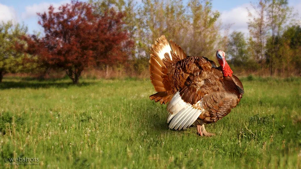 Hamburg turkey