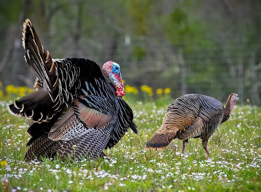 White wide-breasted turkey