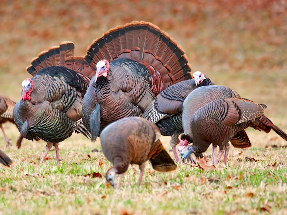 Canadian wide-breasted turkey