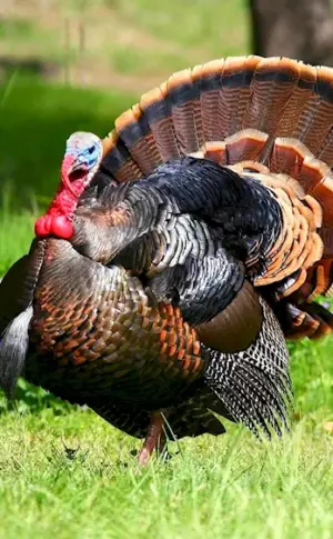 North Caucasian bronze turkey