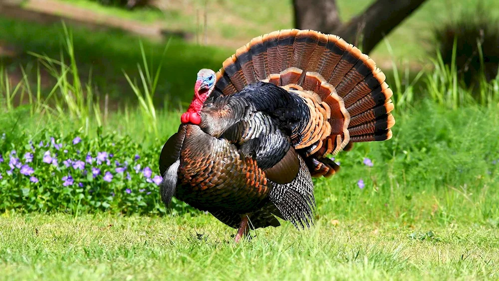 North Caucasian bronze turkey