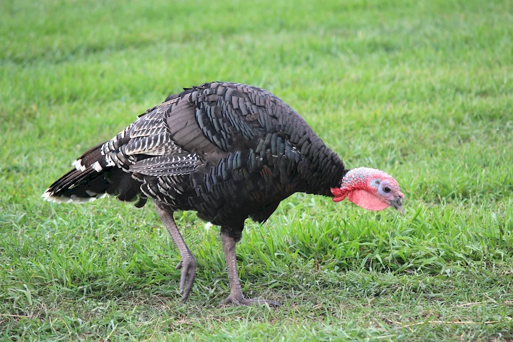 Turkish birds