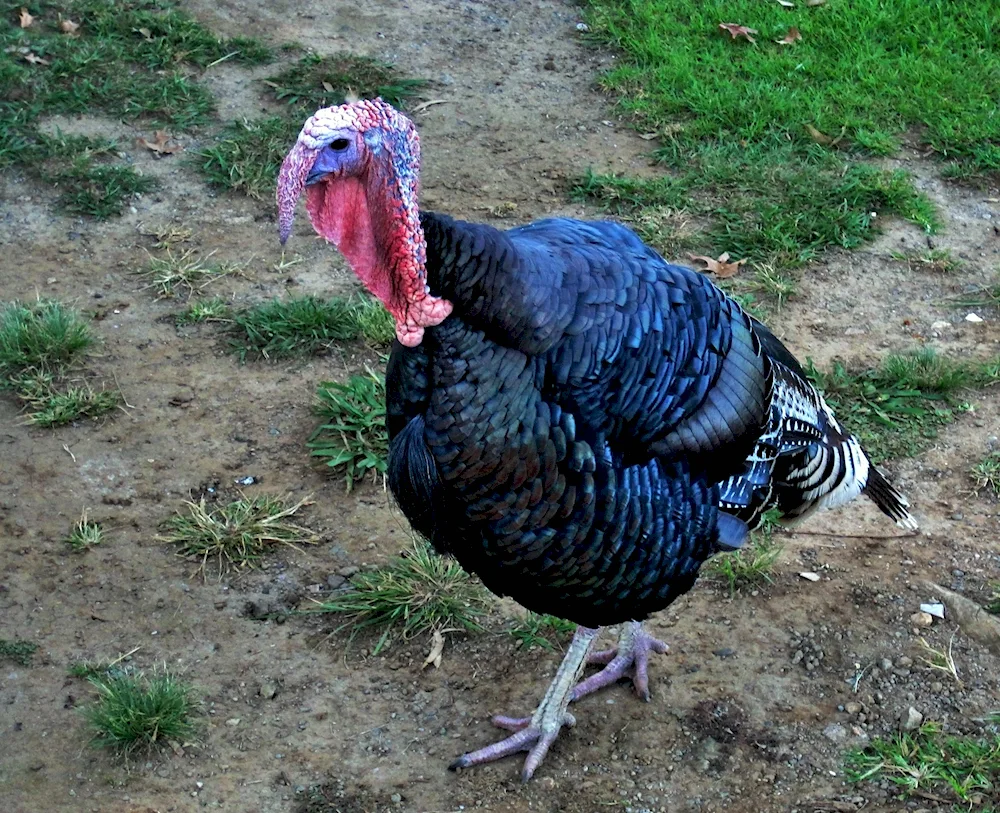 A turkey on a white background