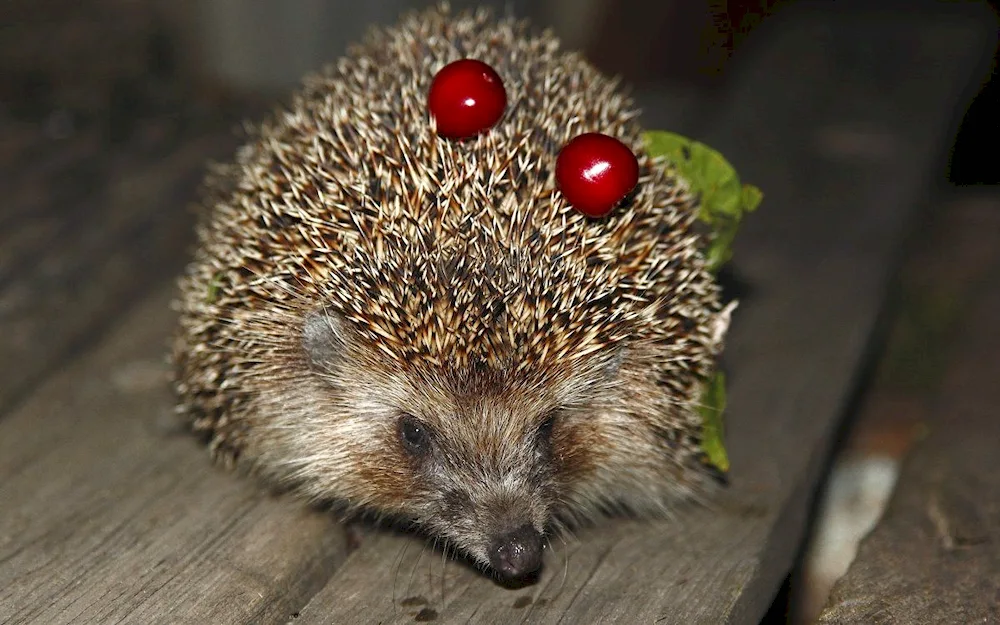 Common hedgehog