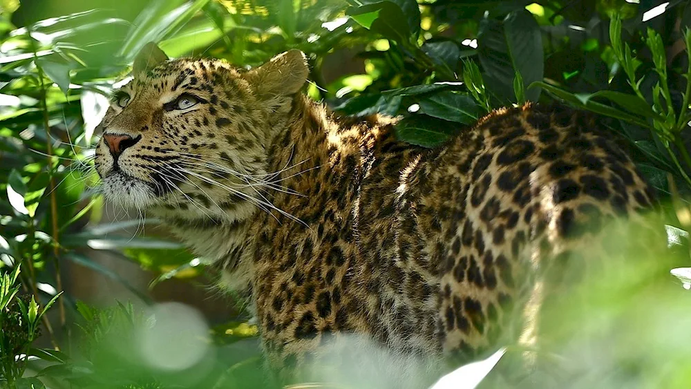 Indochinese leopard