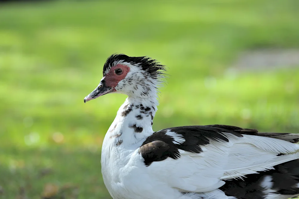 Musk duck and musk turkey