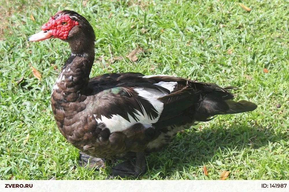 Musk duck