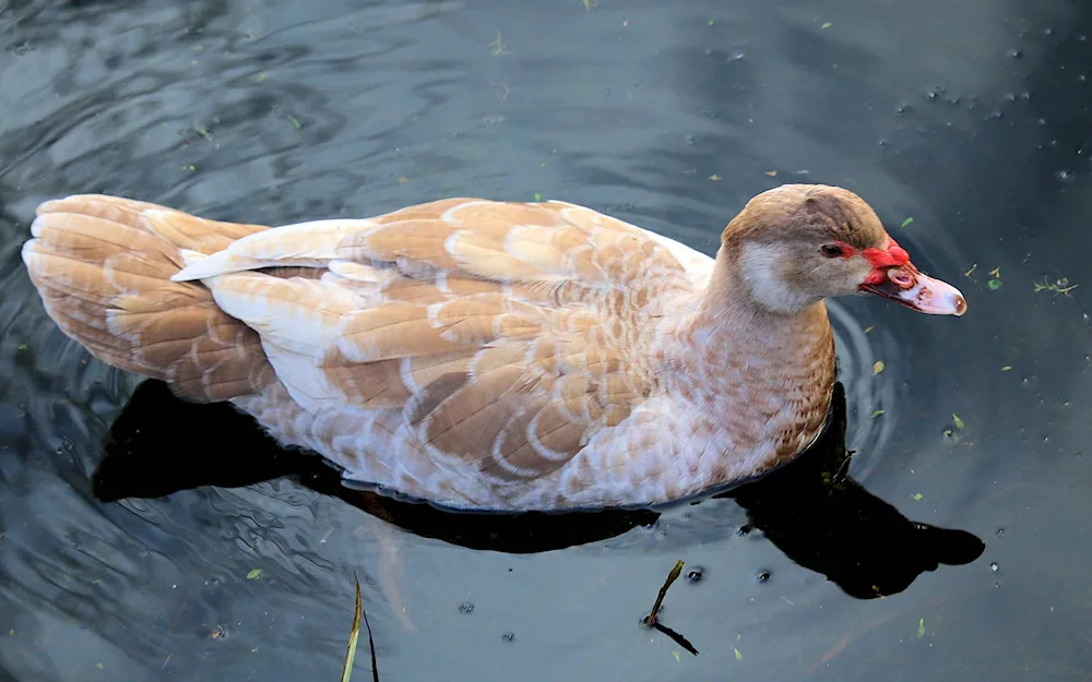 Musk duck and turkey