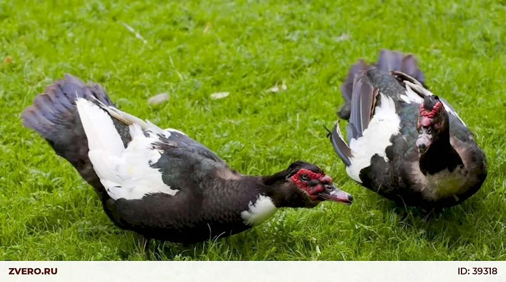 Blue musk duck