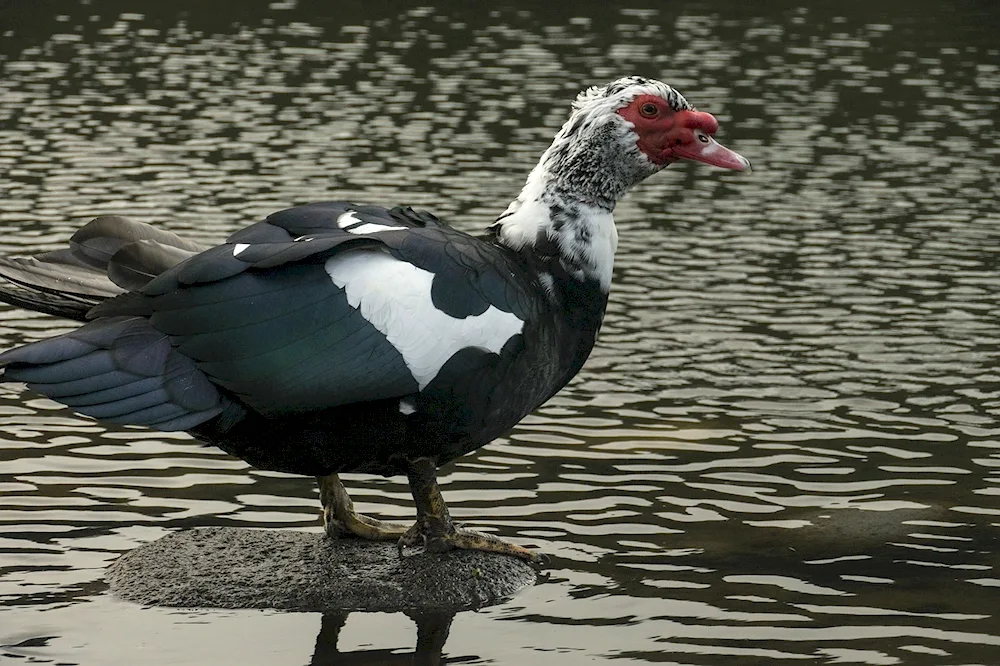 Musk ducks of heavy lines