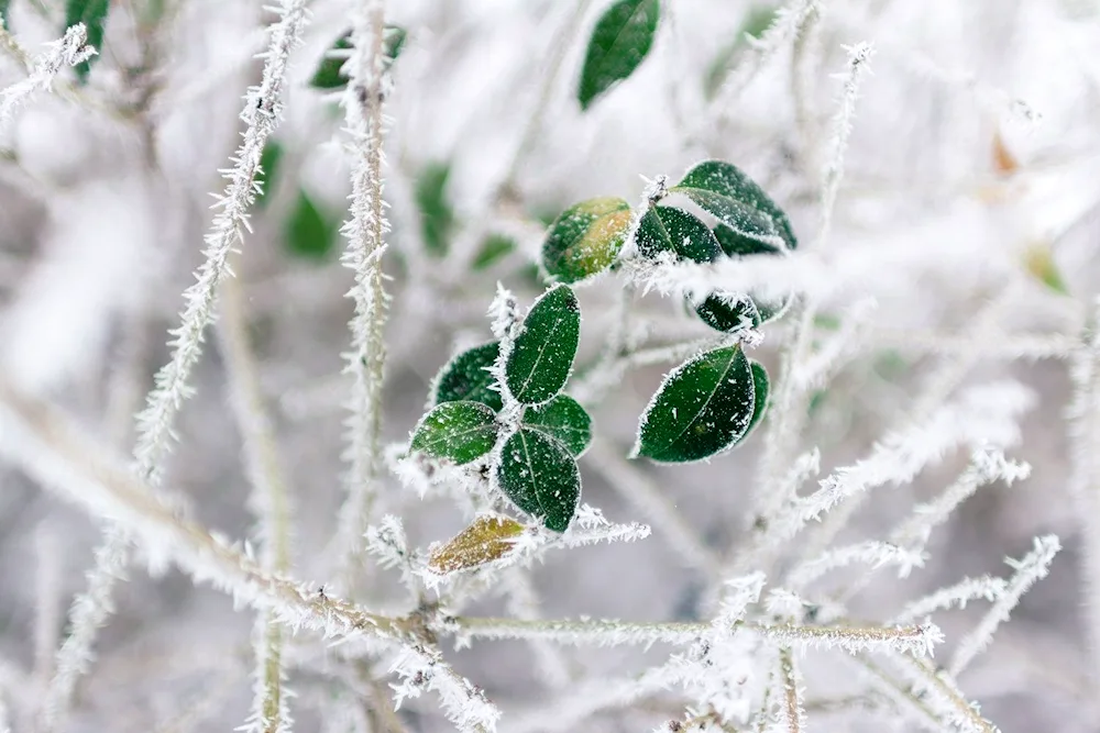 Frost on the wind