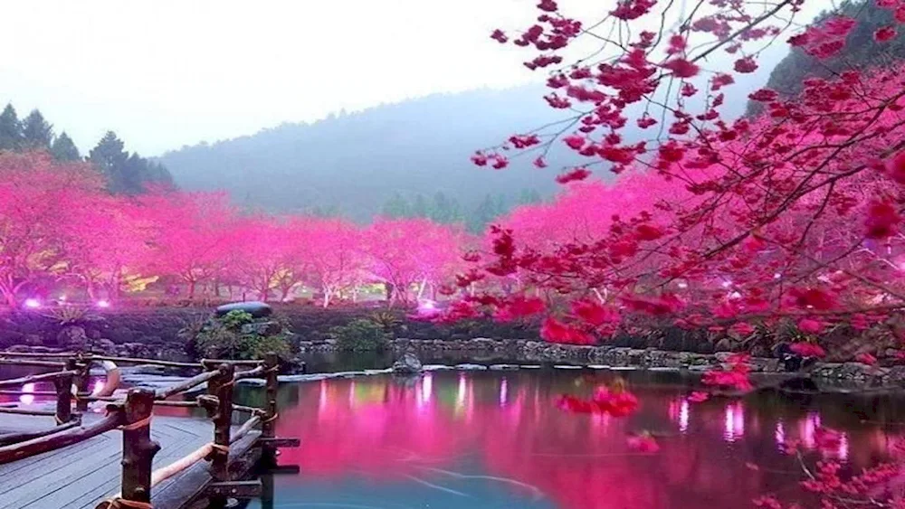 Yokohama Japan Sakura blossom