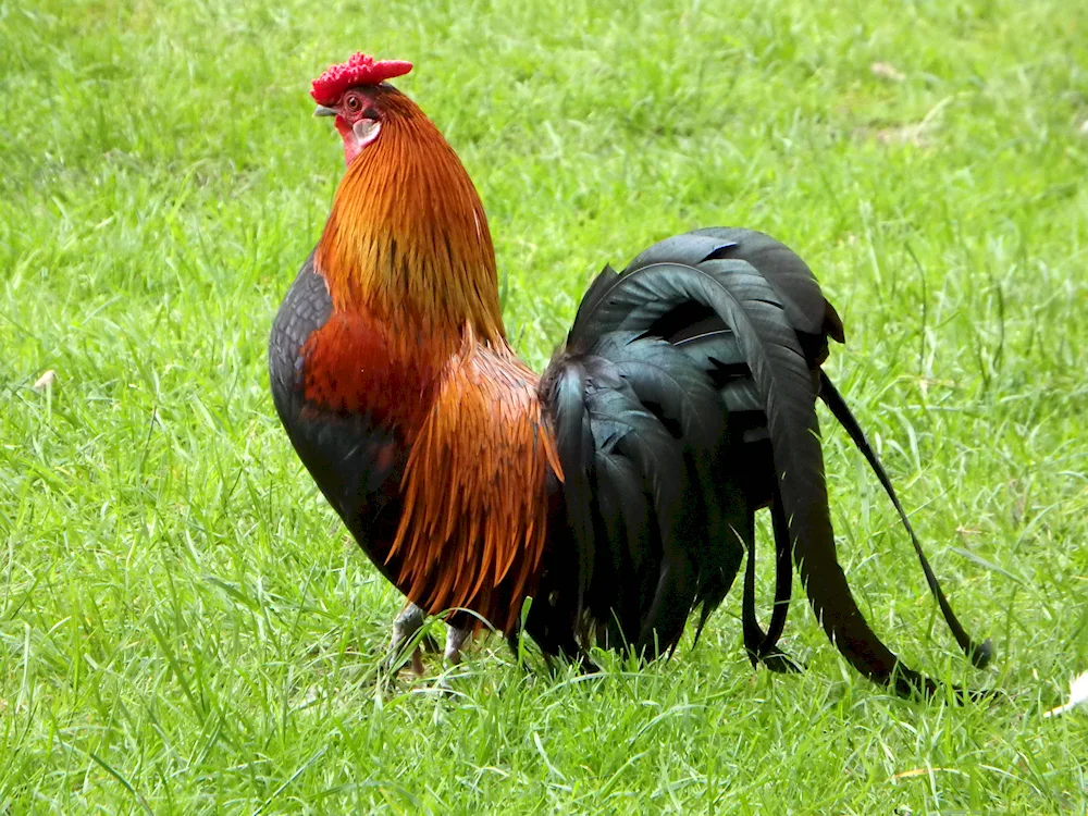 Crested rooster