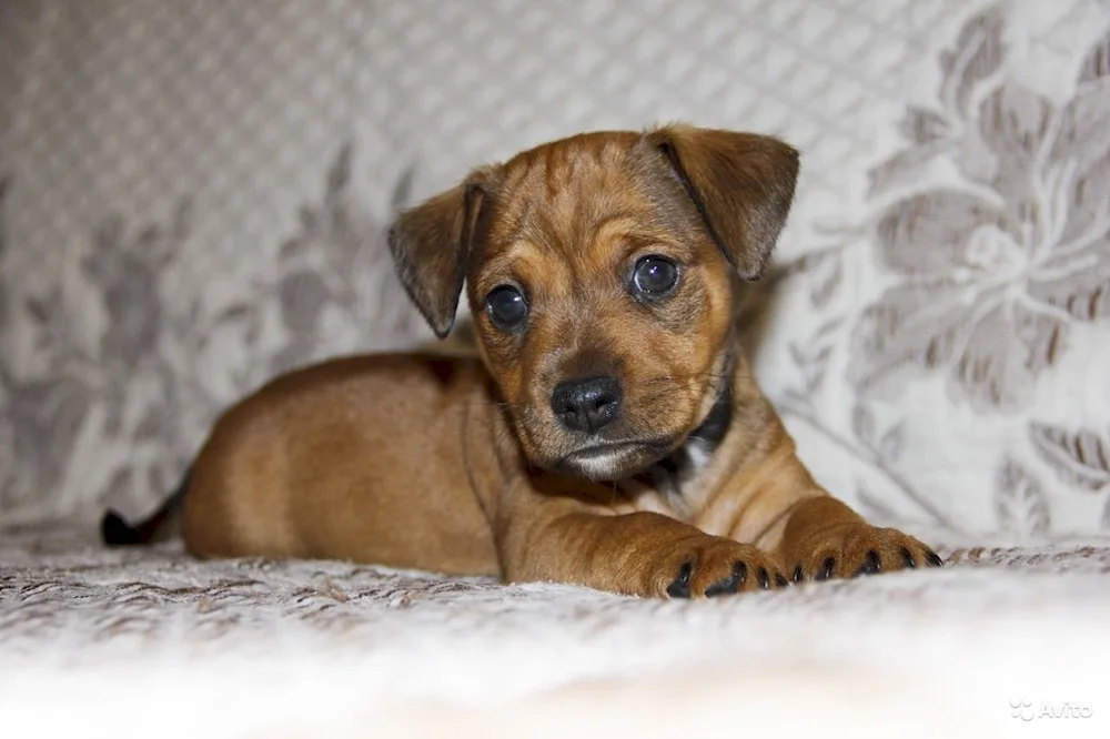 Dachshund and Yorkshire terrier