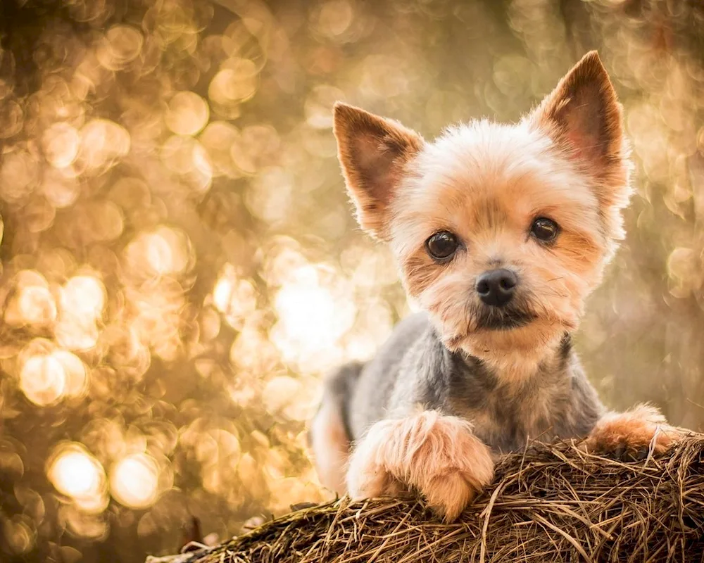 York terrier puppy