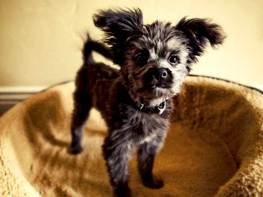 Yorkipoo breed