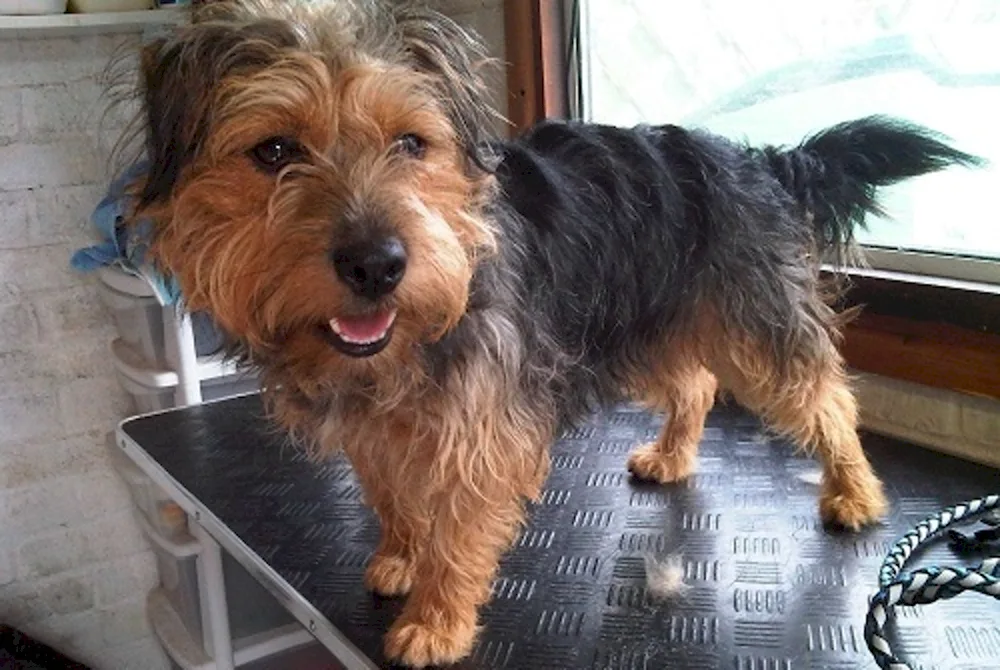 Yorkshire Russell Terriers