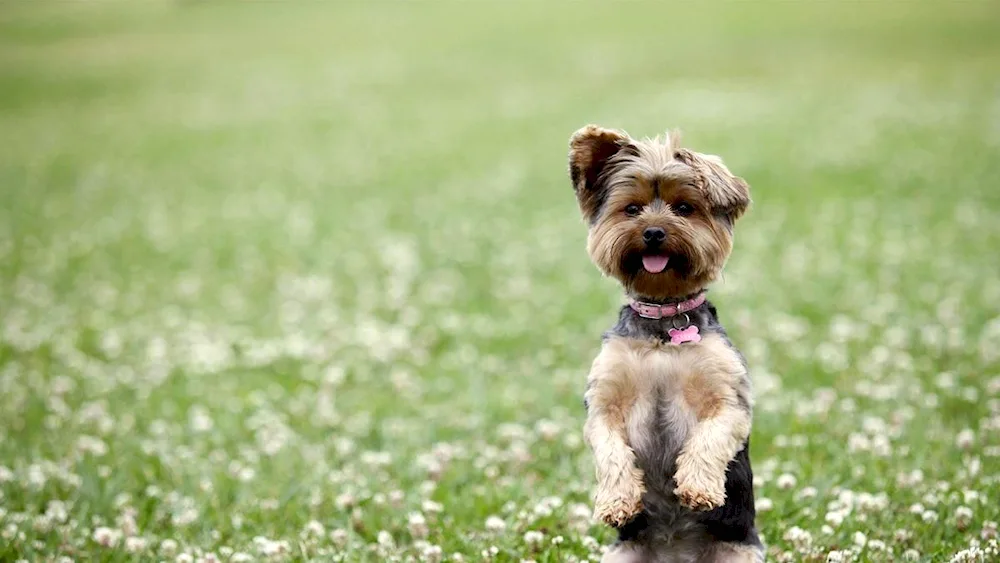 Yorkshire Terrier