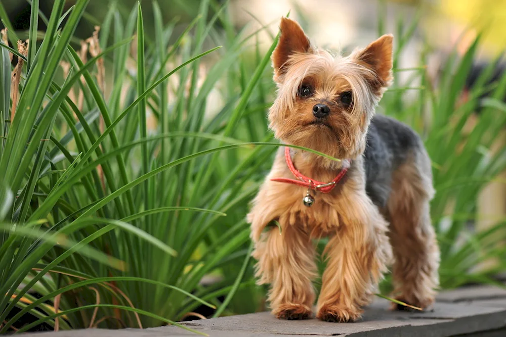 Yorkshire terrier