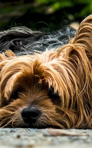 Yorkshire terrier