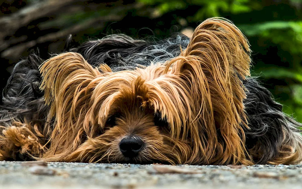 Yorkshire terrier