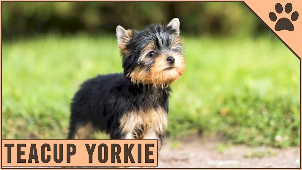 Yorkshire Terrier