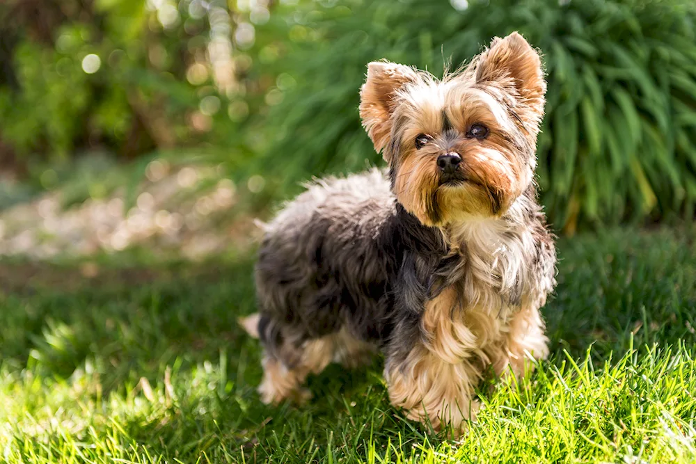 Mops and Yorkshire Terrier