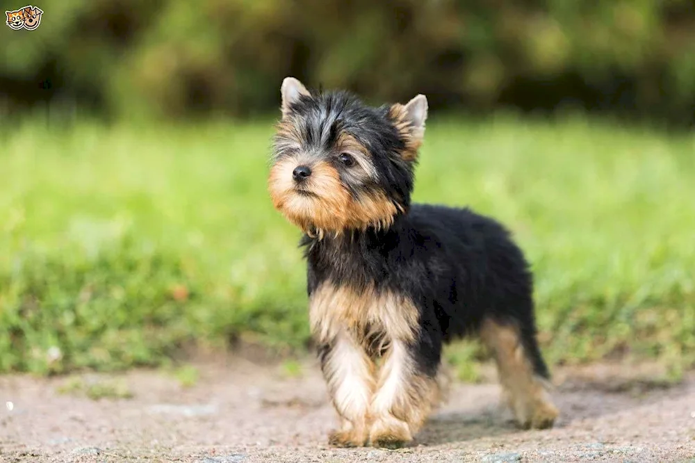 Yorkshire Terrier