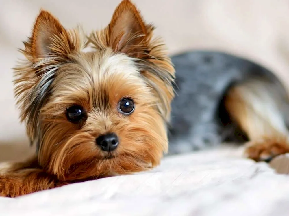 Yorkshire Yorkshire terrier