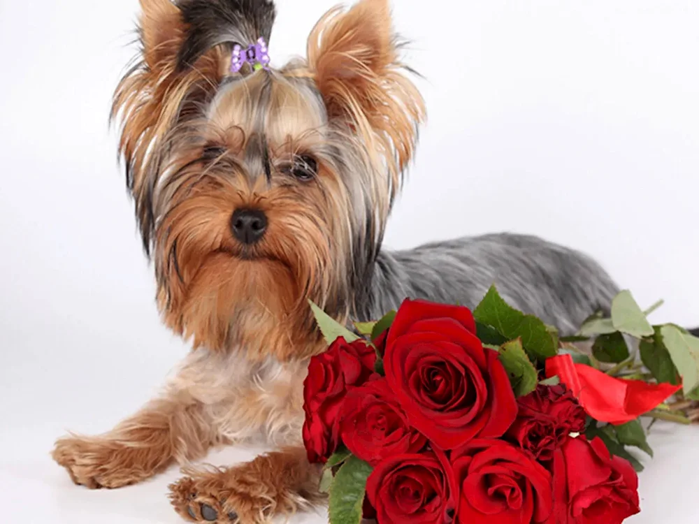 Yorkshire terrier