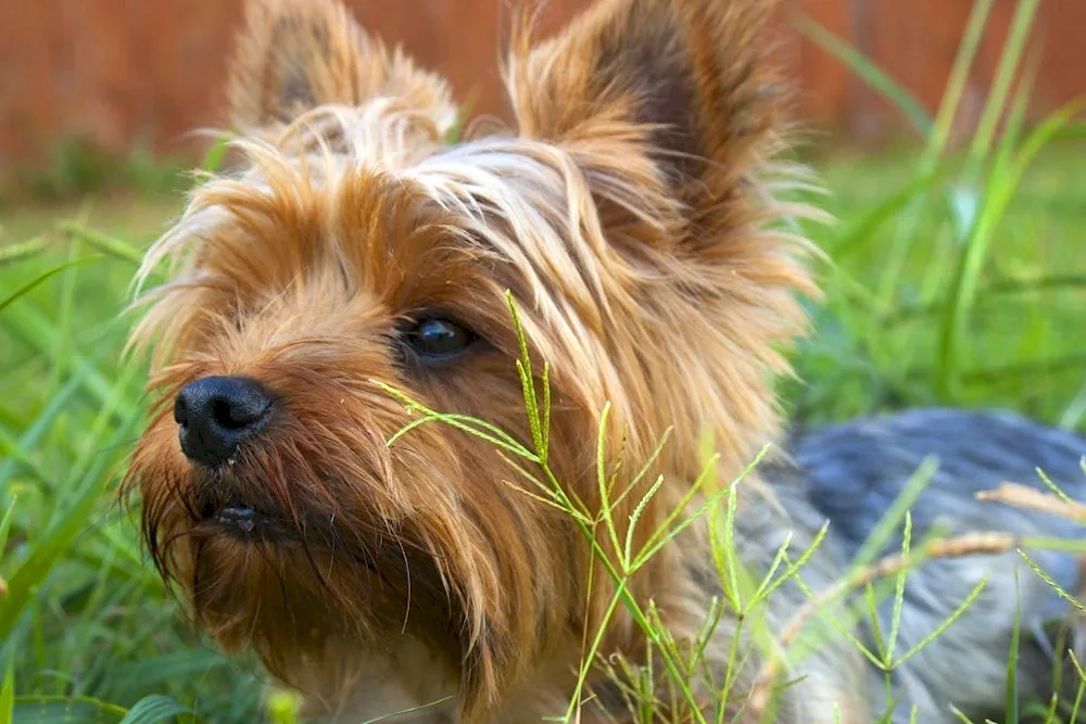 Yorkshire terrier