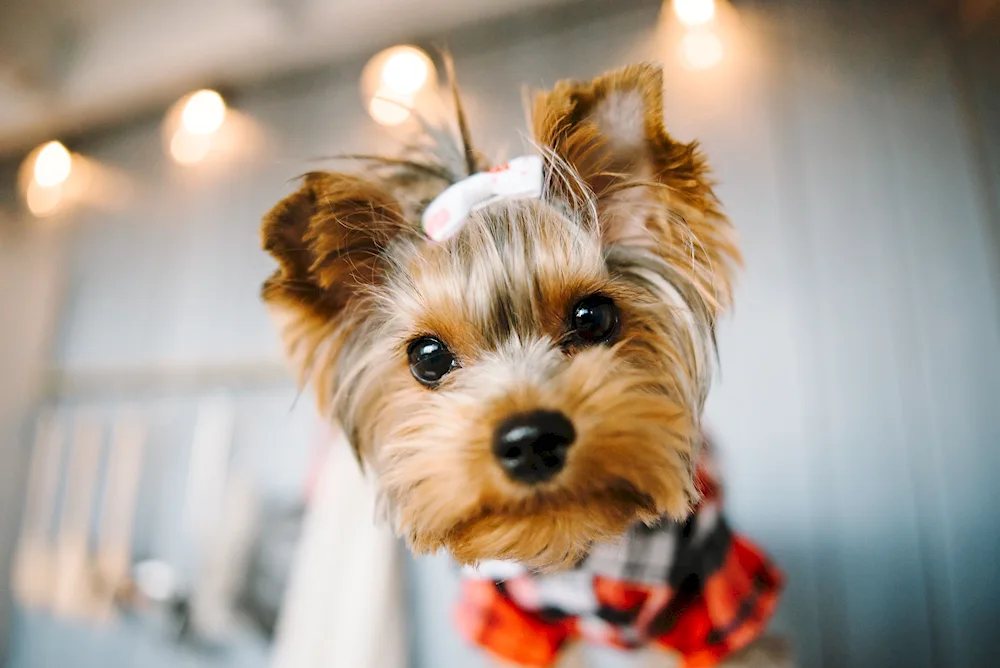 Yorkshire terrier