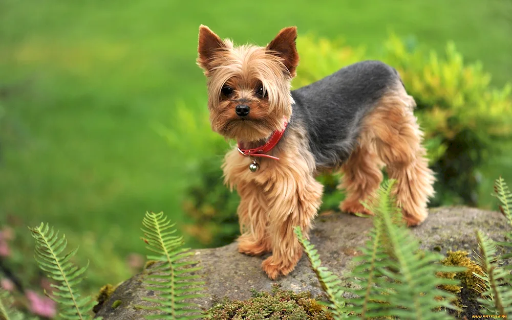 Yorkshire Terrier terrier