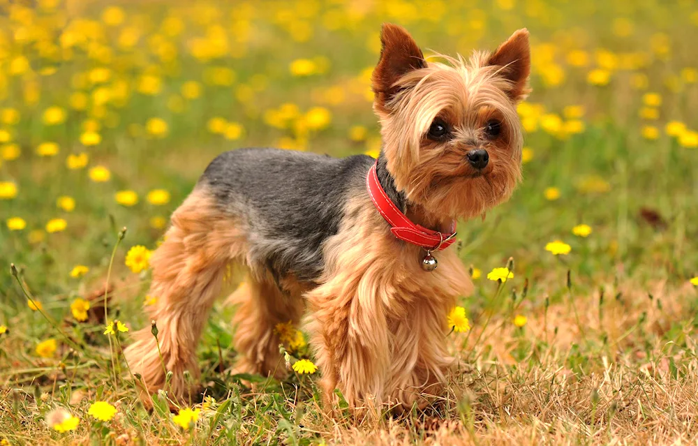 Yorkshire Terrier