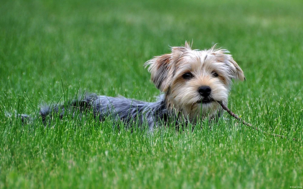 Yorkshire Terrier