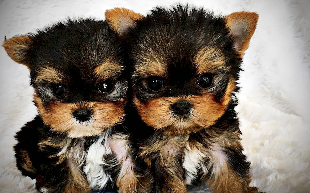 Yorkshire Terrier