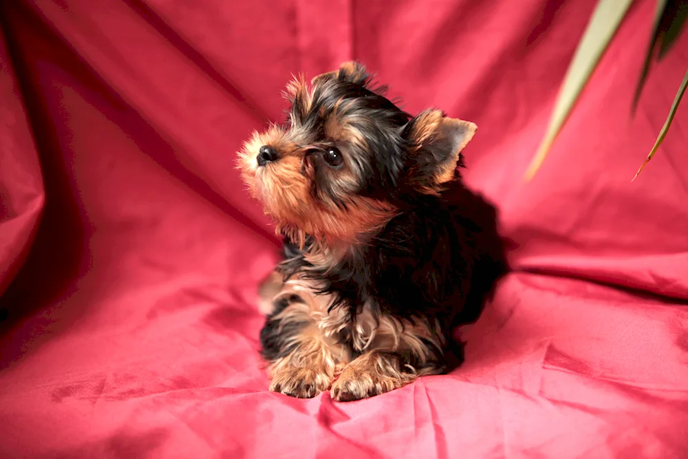 Yorkshire Terrier