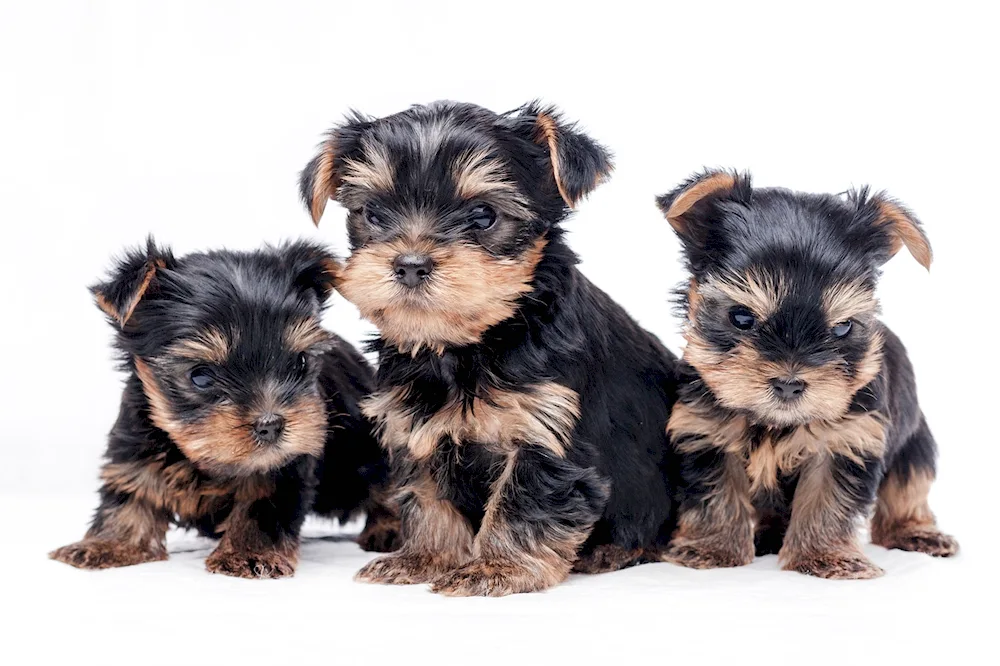 Yorkshire Terrier