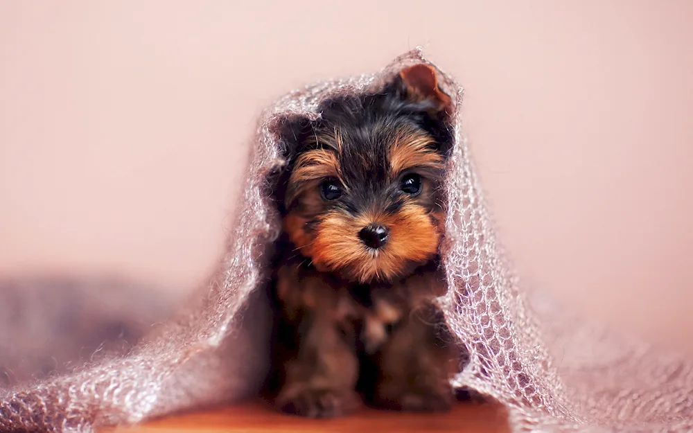 Yorkshire Terrier