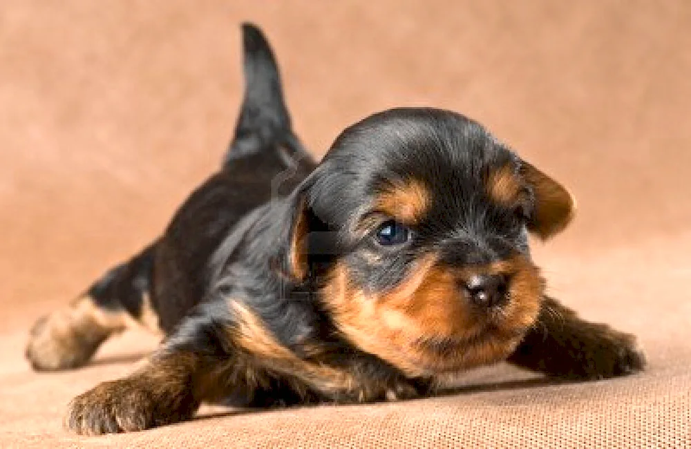 Yorkshire terrier mini