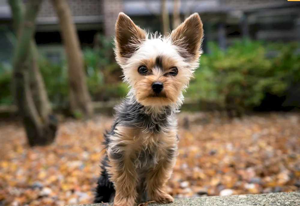 Yorkshire terrier