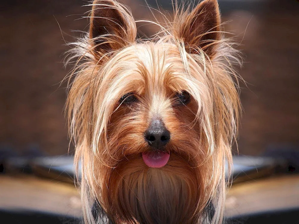 Yorkshire terrier