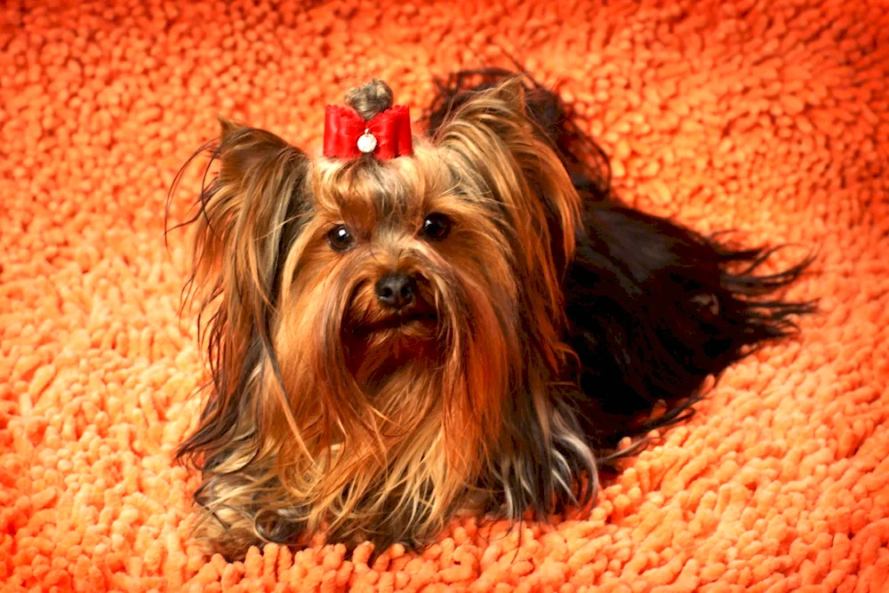 Yorkshire terrier