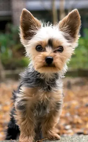 Yorkshire terrier