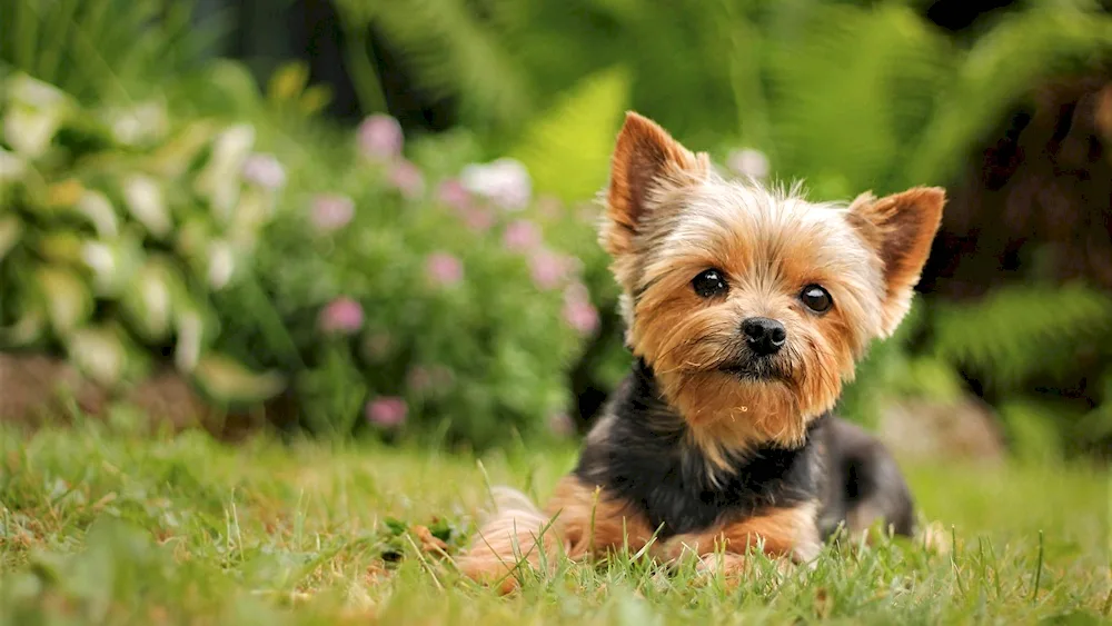 Yorkshire terrier