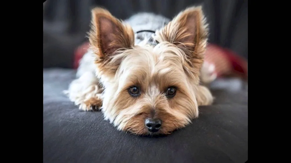 Yorkshire Terrier